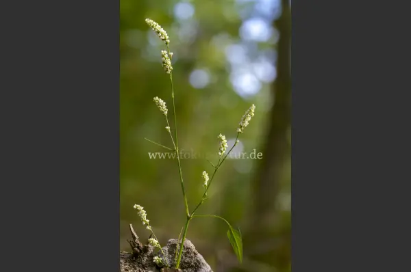 Fokus-Natur Bild