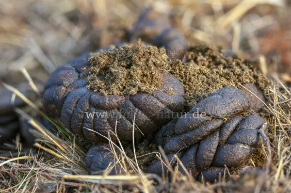 Fokus-Natur Bild