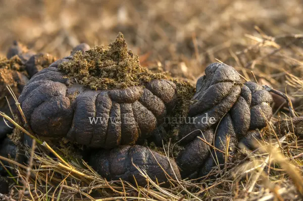 Fokus-Natur Bild