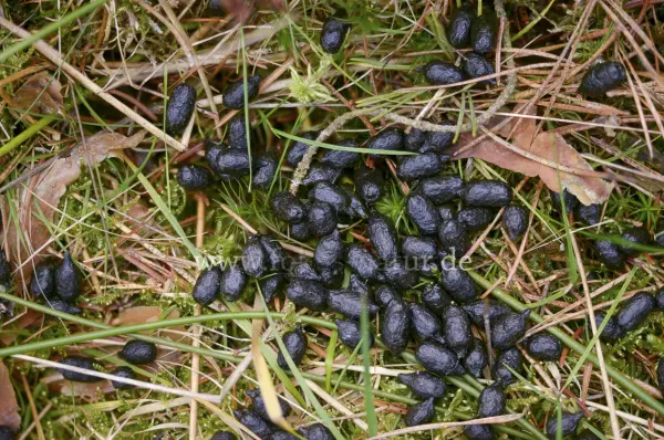 Fokus-Natur Bild