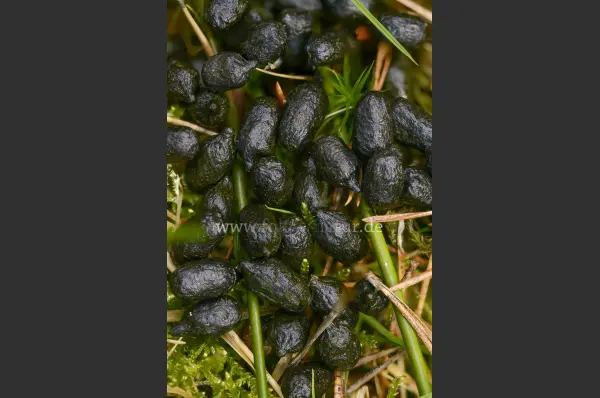 Fokus-Natur Bild