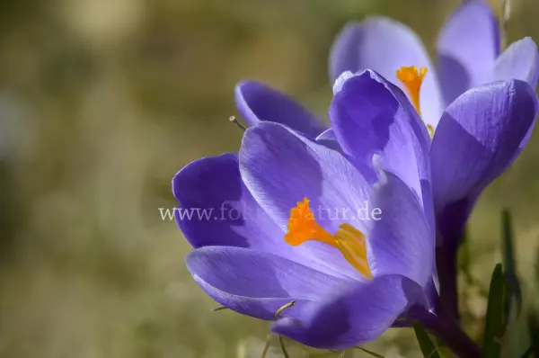 Fokus-Natur Bild