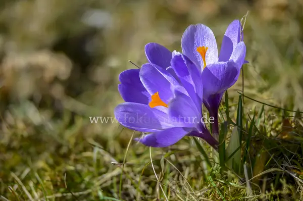 Fokus-Natur Bild