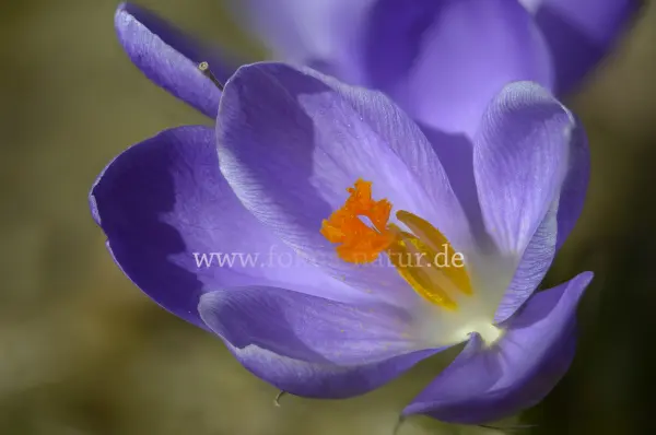 Fokus-Natur Bild