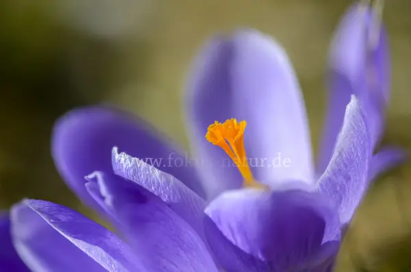 Fokus-Natur Bild