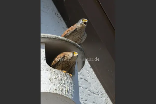 Fokus-Natur Bild