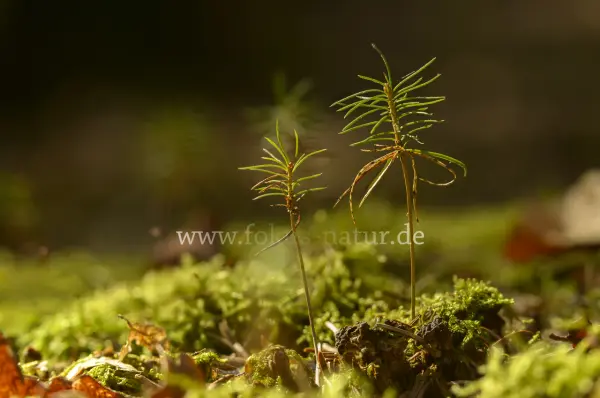 Fokus-Natur Bild