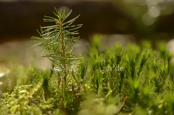 Fokus-Natur Bild