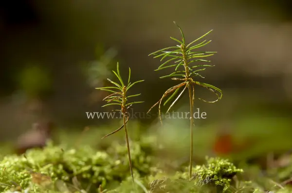 Fokus-Natur Bild
