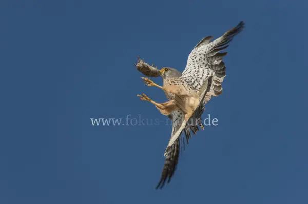 Fokus-Natur Bild