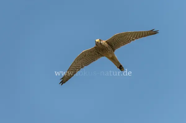 Fokus-Natur Bild