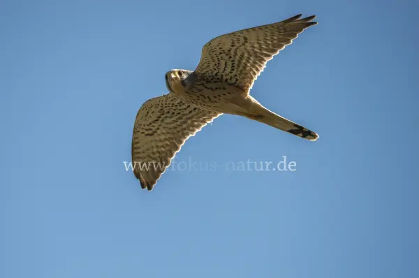 Fokus-Natur Bild