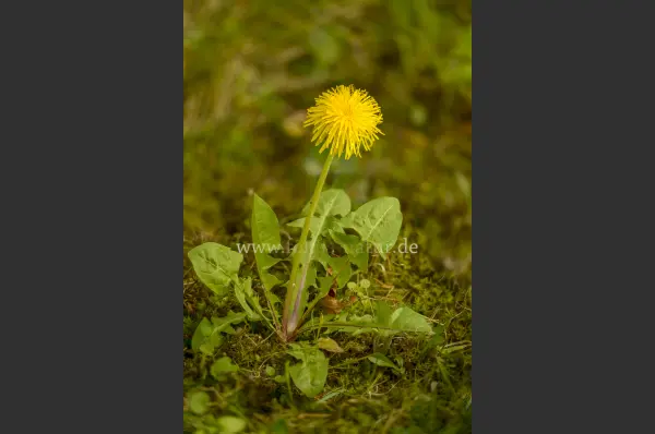 Fokus-Natur Bild