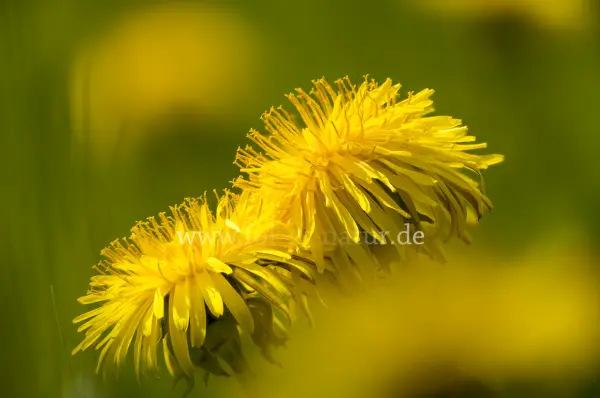 Fokus-Natur Bild