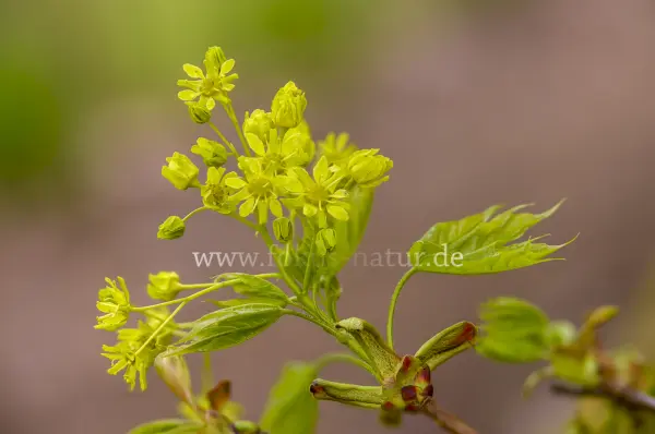 Fokus-Natur Bild