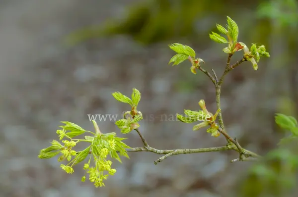Fokus-Natur Bild