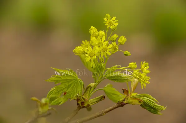 Fokus-Natur Bild