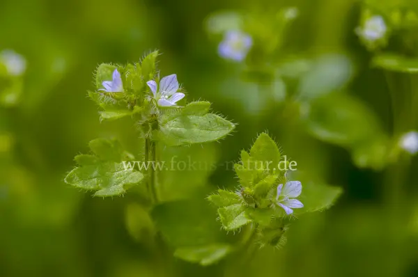 Fokus-Natur Bild