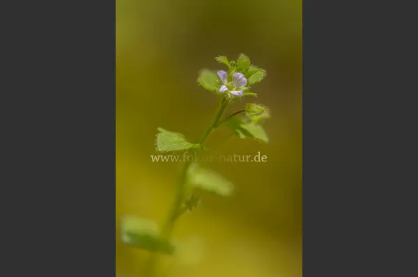 Fokus-Natur Bild