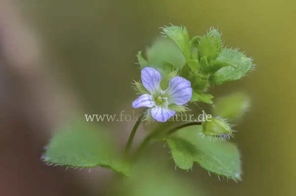 Fokus-Natur Bild