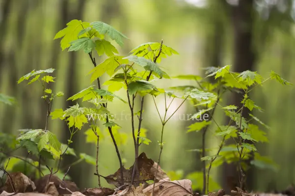 Fokus-Natur Bild