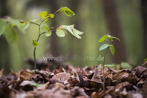 Fokus-Natur Bild