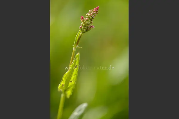 Fokus-Natur Bild