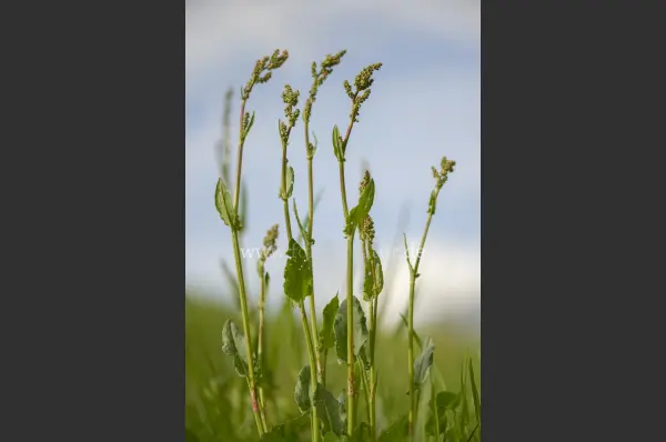 Fokus-Natur Bild