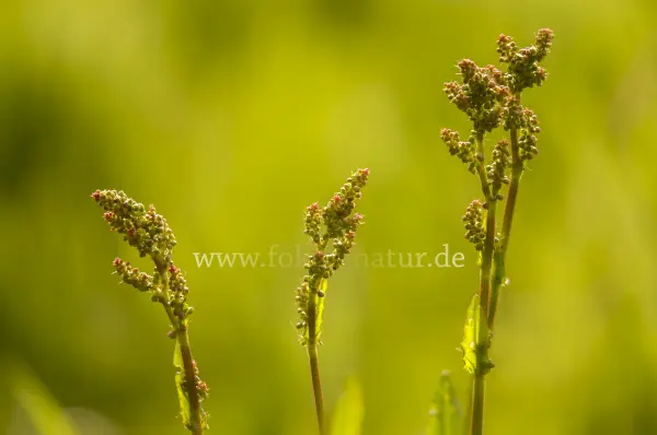 Fokus-Natur Bild