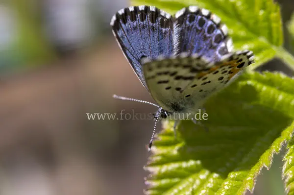 Fokus-Natur Bild