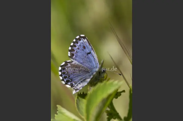 Fokus-Natur Bild