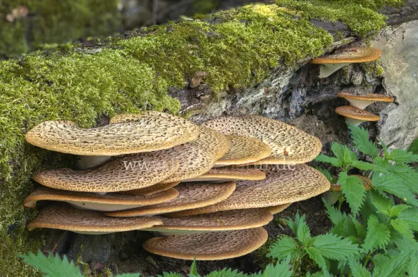 Fokus-Natur Bild