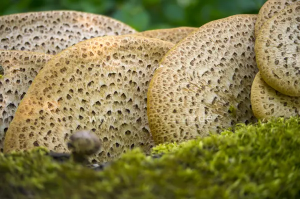 Fokus-Natur Bild
