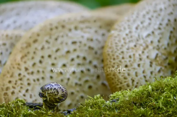 Fokus-Natur Bild