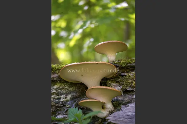 Fokus-Natur Bild