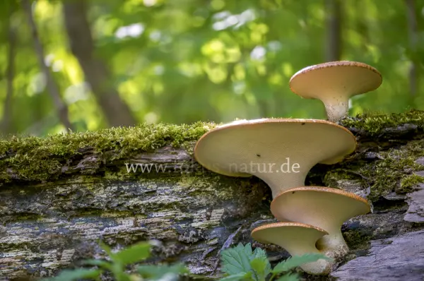 Fokus-Natur Bild