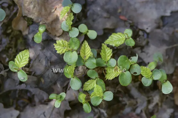 Fokus-Natur Bild