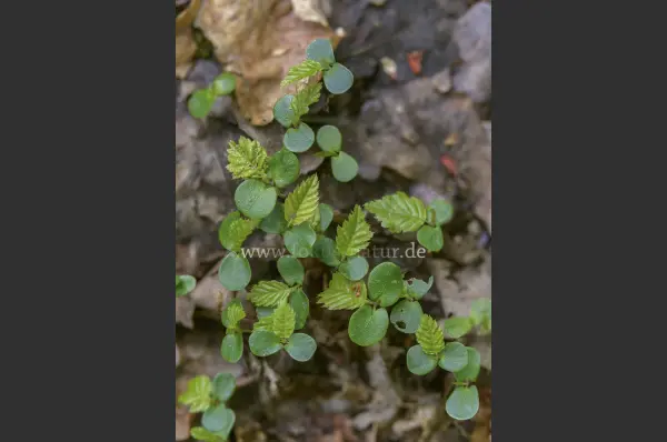 Fokus-Natur Bild