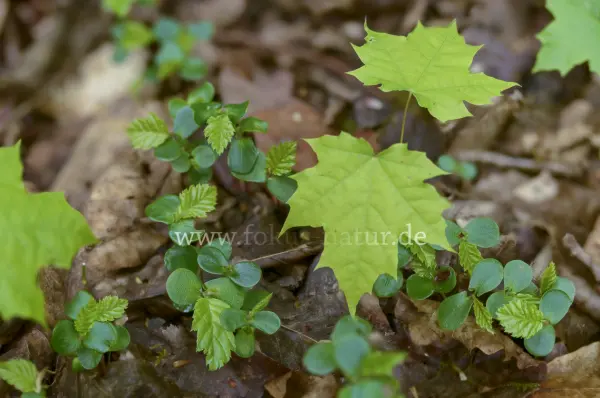 Fokus-Natur Bild