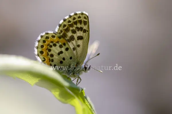 Fokus-Natur Bild