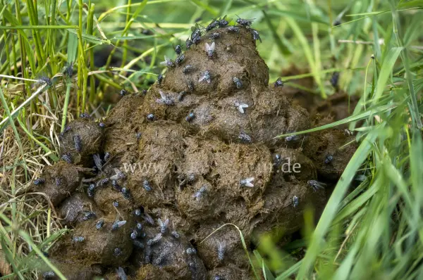 Fokus-Natur Bild