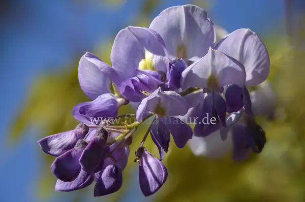 Fokus-Natur Bild