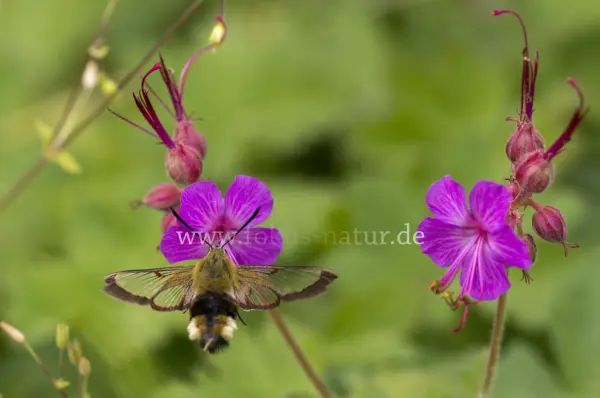 Fokus-Natur Bild