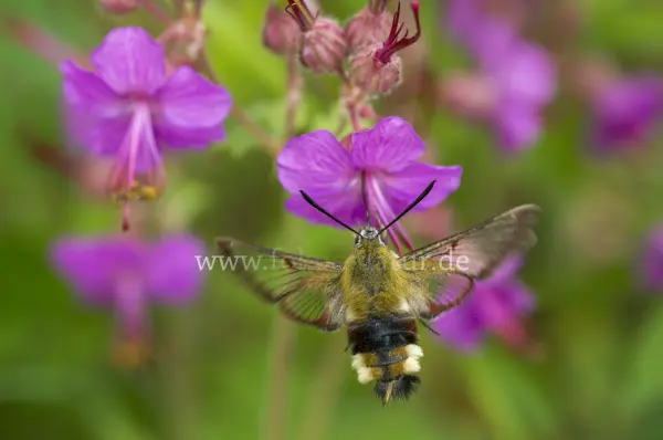 Fokus-Natur Bild