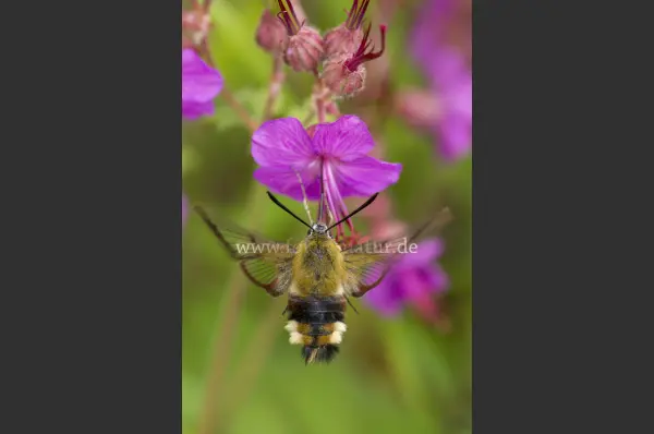 Fokus-Natur Bild