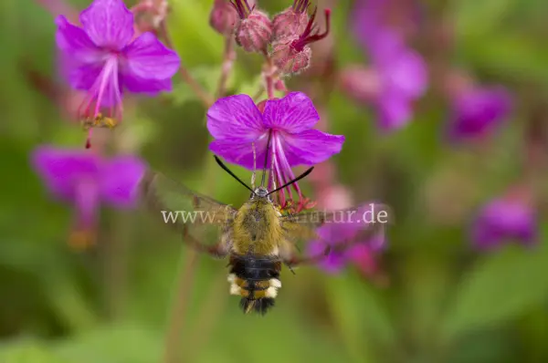 Fokus-Natur Bild