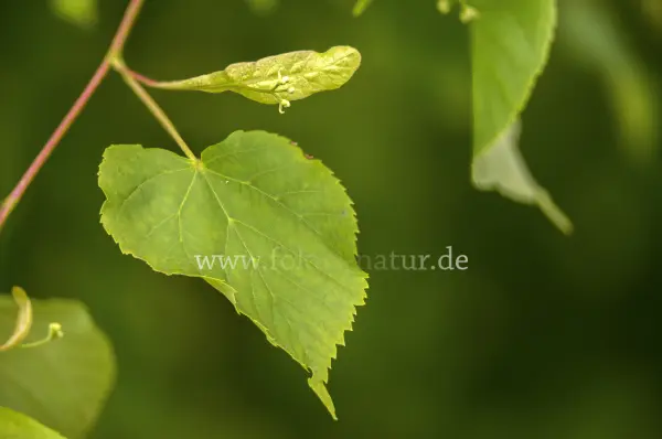 Fokus-Natur Bild