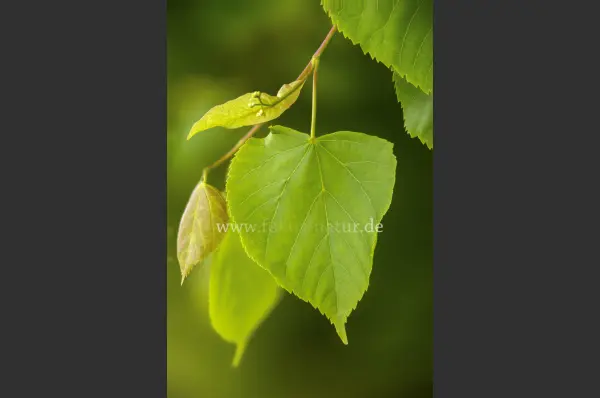 Fokus-Natur Bild