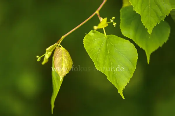 Fokus-Natur Bild