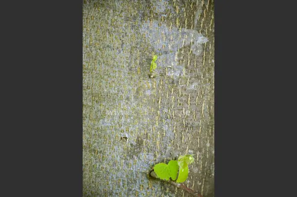 Fokus-Natur Bild
